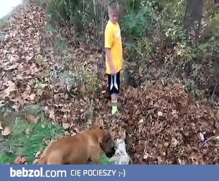 Pies zdziwiony zniknięciem właściciela