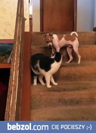 Kotek przypadkowo wcisnął turbo