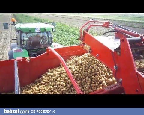 Zbieranie ziemniaków