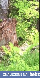 Jak szybko niedźwiedź wspina się na drzewo