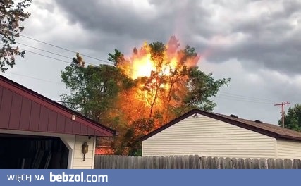 Drzewo vs. Sieć Elektroenergetyczna