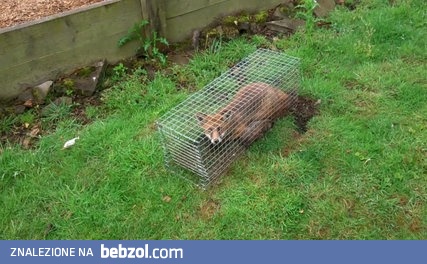 Lis wpadł w pułapkę na króliki