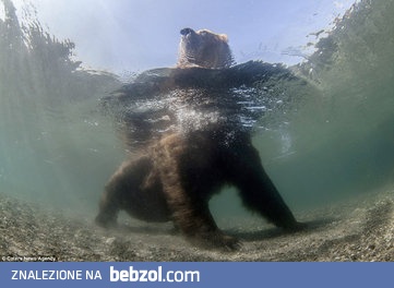 Niedźwiedź poluje pod wodą na ryby