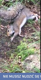 Wiewiórka przedawkowała grzybki halucynogenne