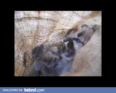 Waleczny kociak pumy