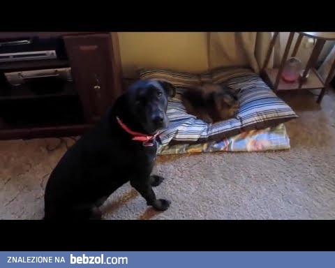 Koty kradną psom miejsce do spania