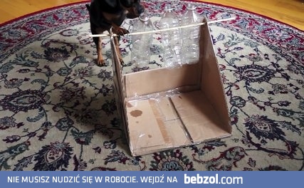 Sprytny pies rozwiązuje zagadki i łamigłowki