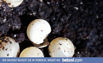 Narodziny ślimaka
