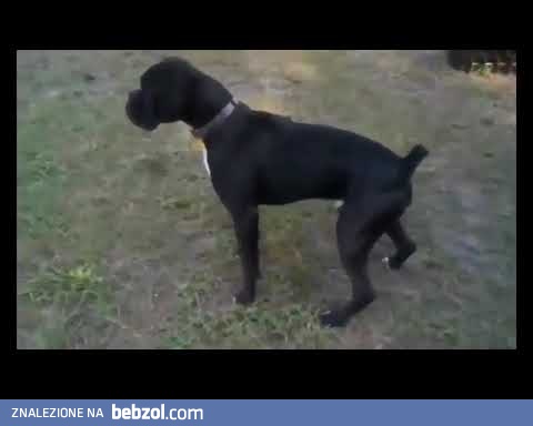 Co się stanie, kiedy obsikasz płot pod napięciem?