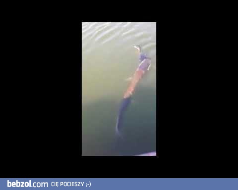 Ogromny szczupak zjada kaczkę