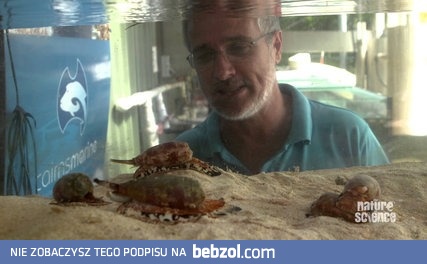 Morderczy ślimak zabójca, jak poluje?