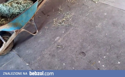 Kto by nie chciał mieć takiego pyrdka przy nodze?