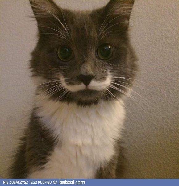 Kot z wąsikiem