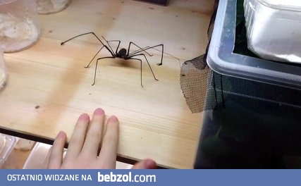 Euphrynichus amanica łapie w kleszcze!