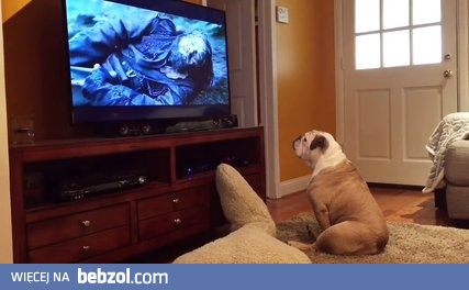 Bulldog próbuje obronić Leonardo DiCaprio