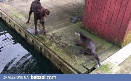 Wydry bawią się z psami