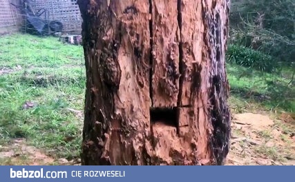 Jestem zaskoczony tą techniką