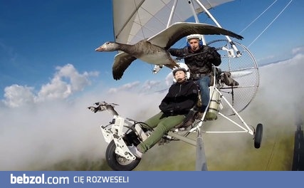 Niesamowity lot w towarzystwie gęsi