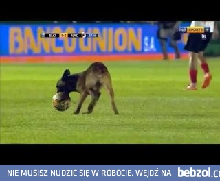 Pies policyjny wbiegł podczas meczu na boisko i ukradł piłkę
