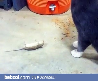 Mysz oszukuje kota udając trupa