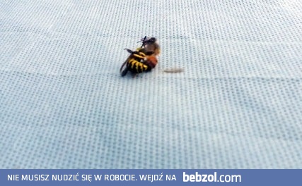 Osa kontra pszczółka