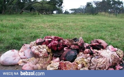 Pora karmienia lwów