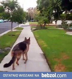 Owczarek niemiecki orientuje się że zgubił właściciela