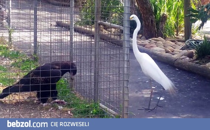 Orzeł używa przynęty żeby złapać żurawia