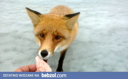 Śmieszny piesek odwiedza rybaka na jeziorze