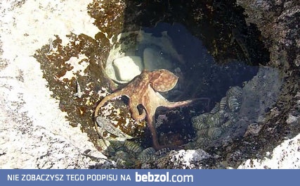 Ośmiornica poluje w basenie pływowym