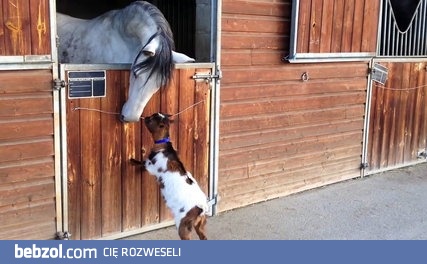 Mała koza na dwóch nogach próbuje walić konia