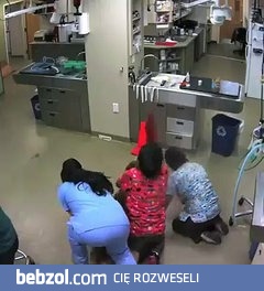 Pies w spektakularnym stylu ucieka od weterynarza...