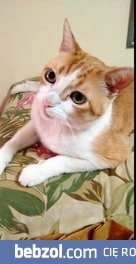 Kotek śpiewa razem ze swoim człowiekiem