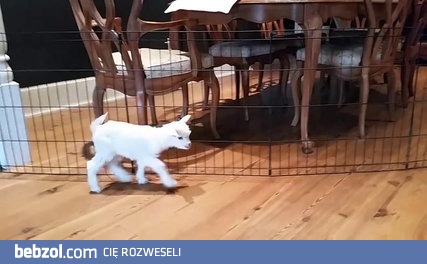 Szczeniak bawi się z młodą kózką