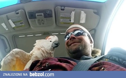 Obraz przeciętnej Różowej w ciele papugi 