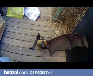 Latający lisek w opałach! 