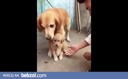 Psia mama broni swojego szczeniaka