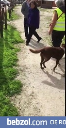 Po 3 latach odnalazł swojego psa