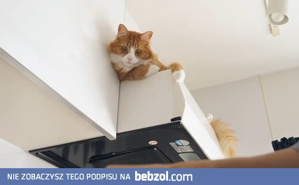 Jak wytrenować kotka