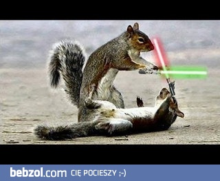 Wiewiórki Jedi!