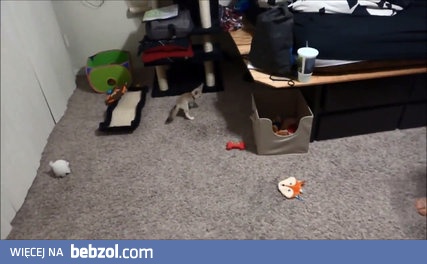 Tresowanie małego liska pustynnego