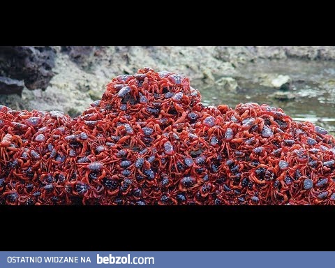 Migracja czerwonych krabów