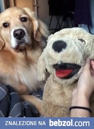 Jak sprawdzić czy pies jest zazdrosny