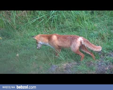 Najskuteczniejsza pułapka na krety