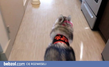 Husky odstawia szaleństwo w domu
