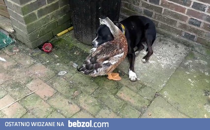 Pies po utracie kompana znalazł niezwykłego pocieszyciela