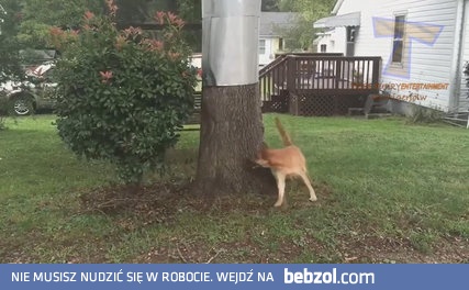 Zacznijmy tę środę od wesołego, zwierzęcego akcentu