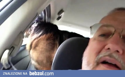 Owczarek niemiecki orientuje się, że zaraz idzie do weterynarza