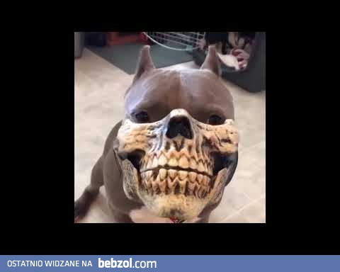 Pitbull w masce