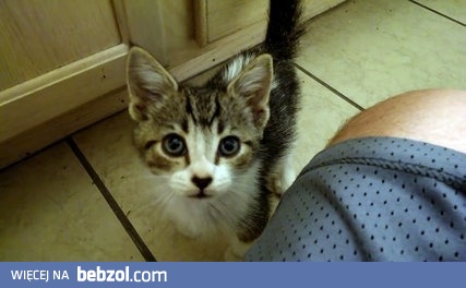 Małe kitku próbuje swojej broni odstraszającej